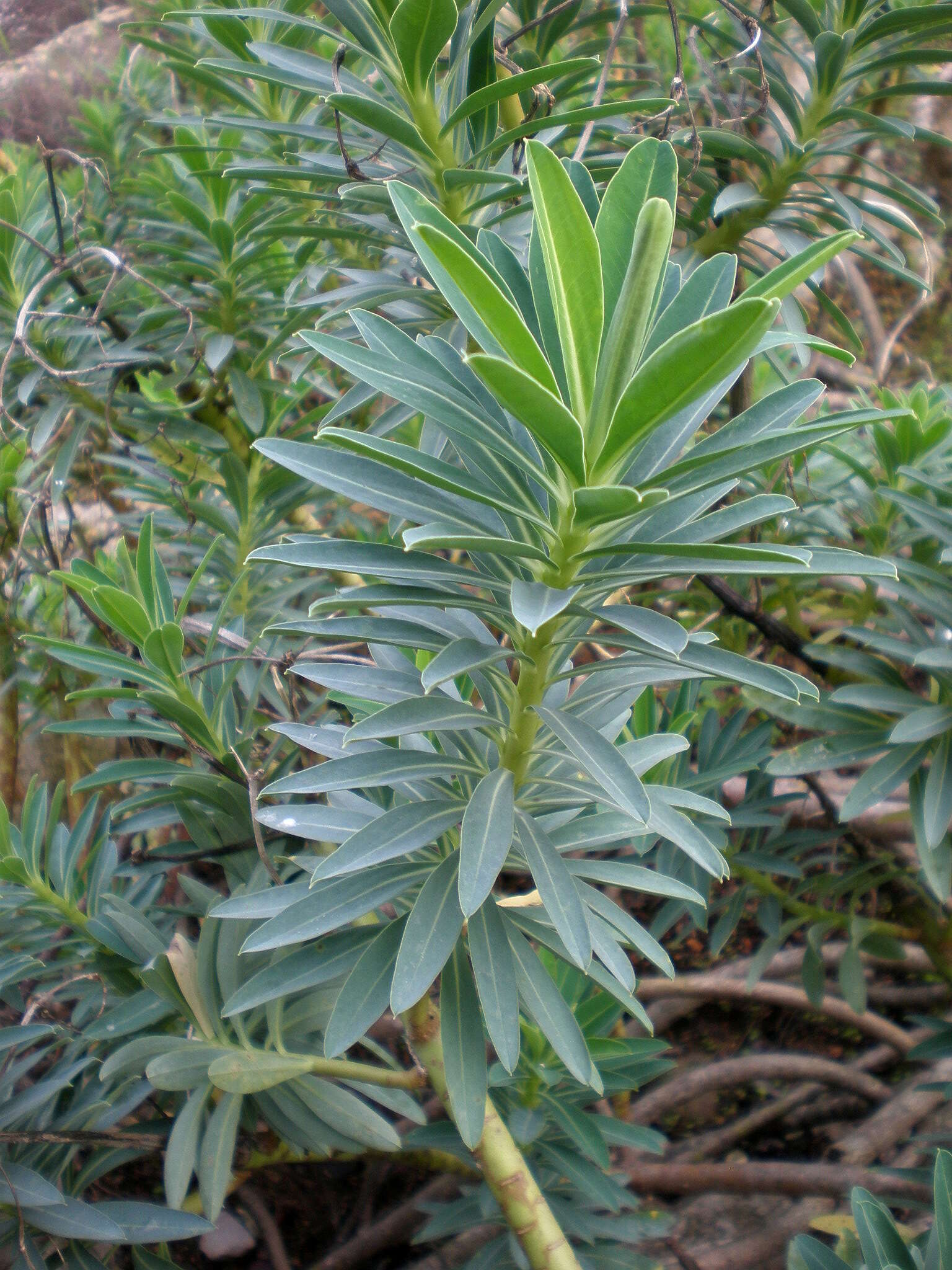 Sivun Euphorbia margalidiana Kuhbier & Lewej. kuva