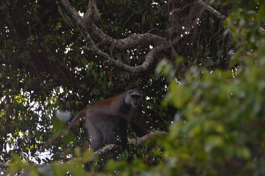 Image of Cercopithecus mitis moloneyi Sclater 1893