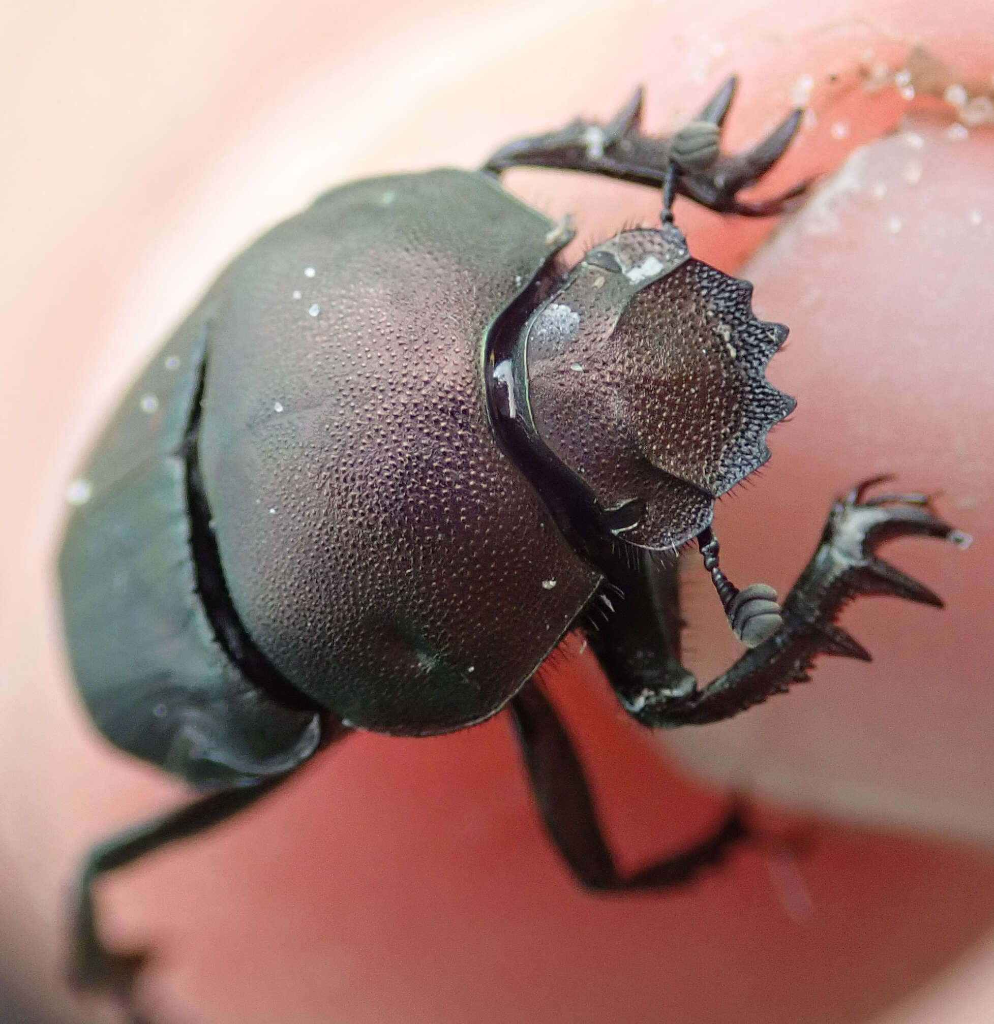 Image de Allogymnopleurus splendidus (Bertoloni 1849)