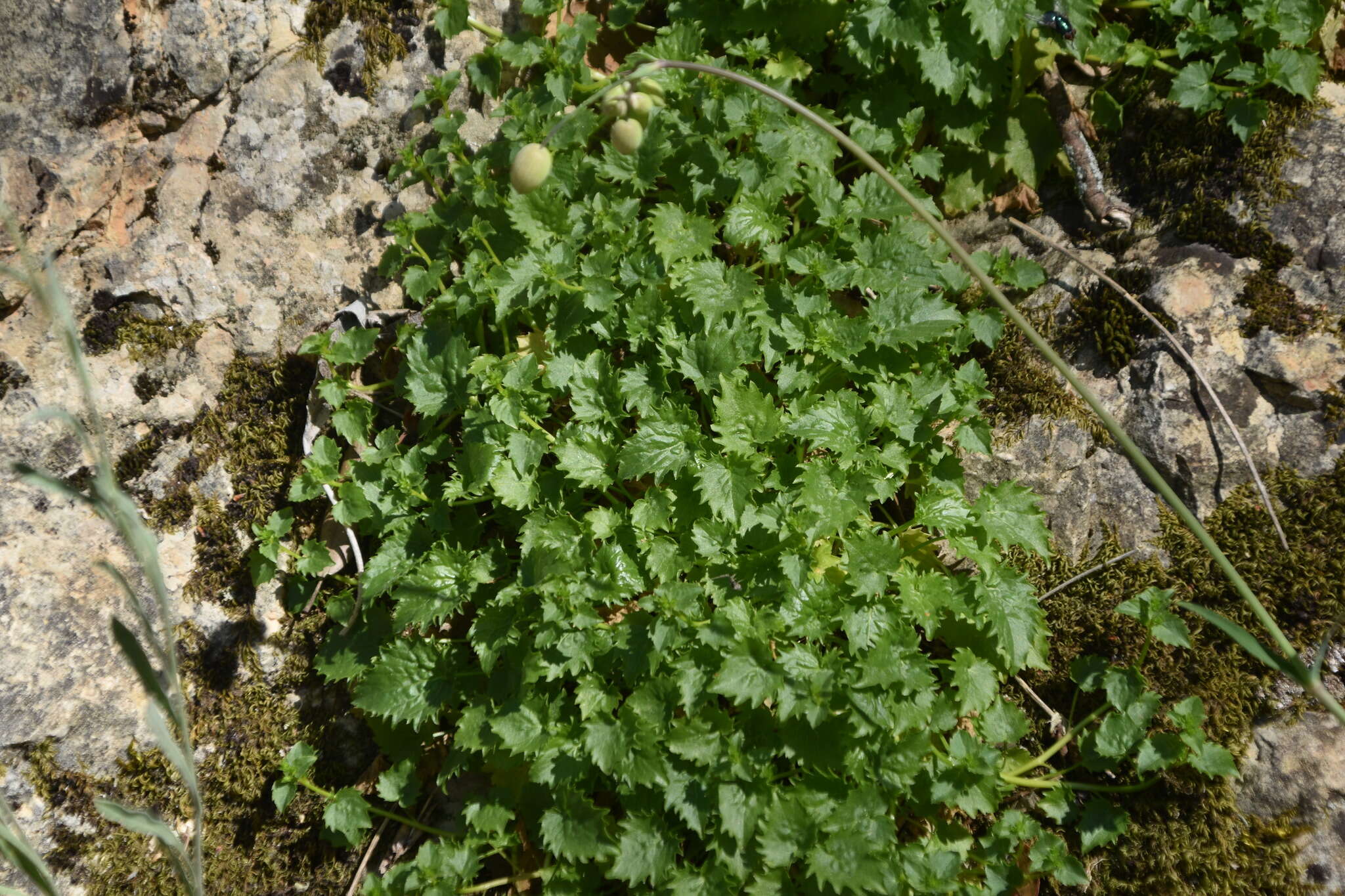 Plancia ëd Campanula fenestrellata Feer