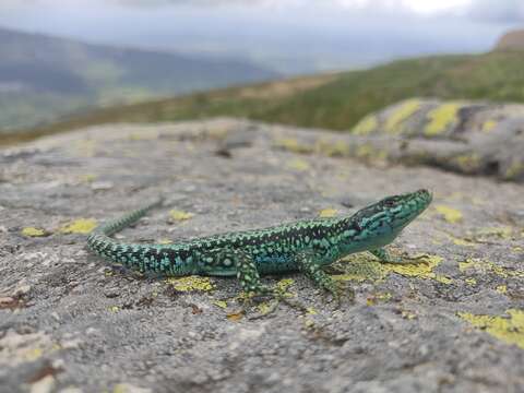 Image of Iberolacerta cyreni castilliana (Arribas 1996)