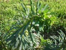 Image of Albanian spurge