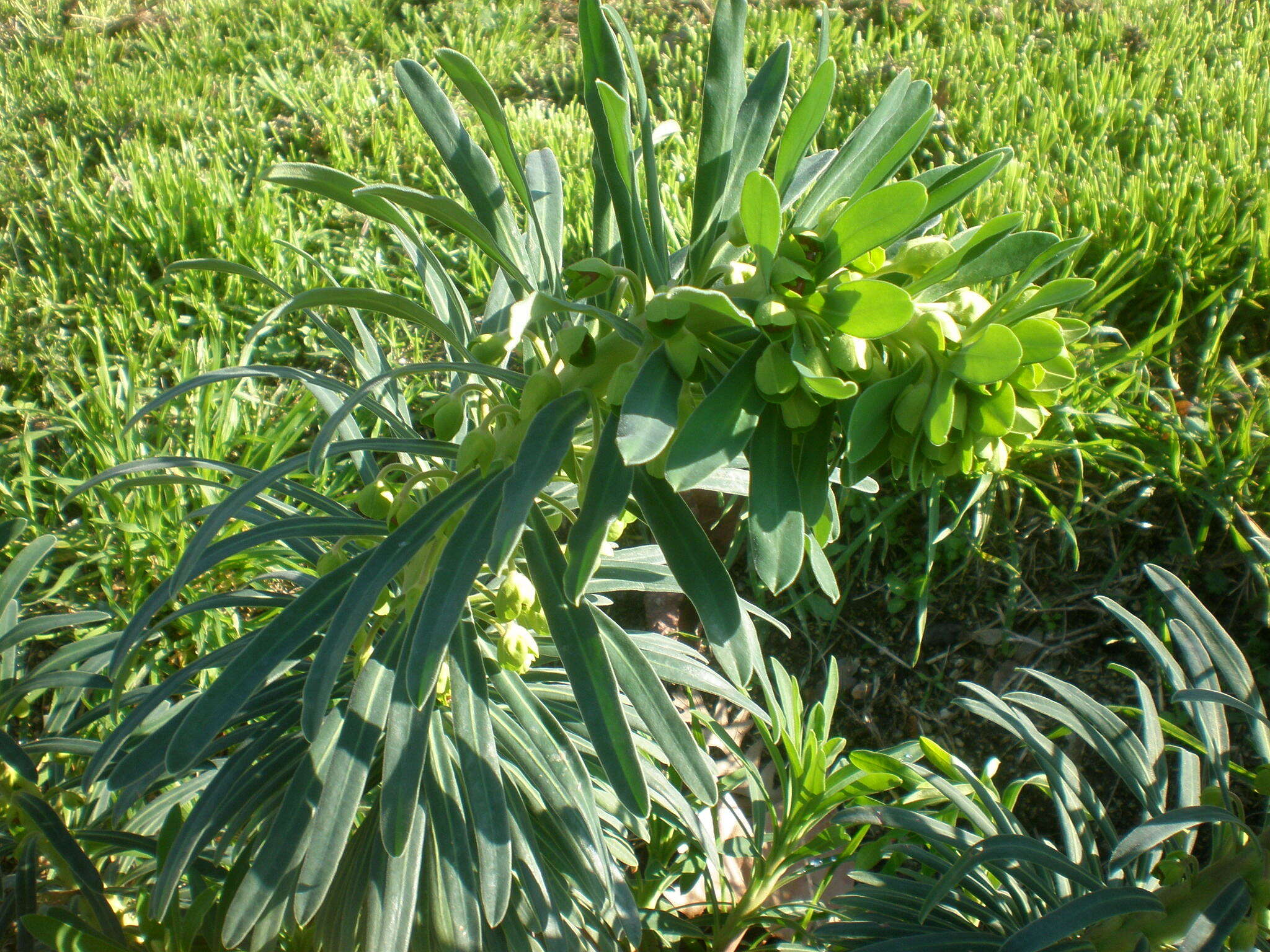 Image of Albanian spurge