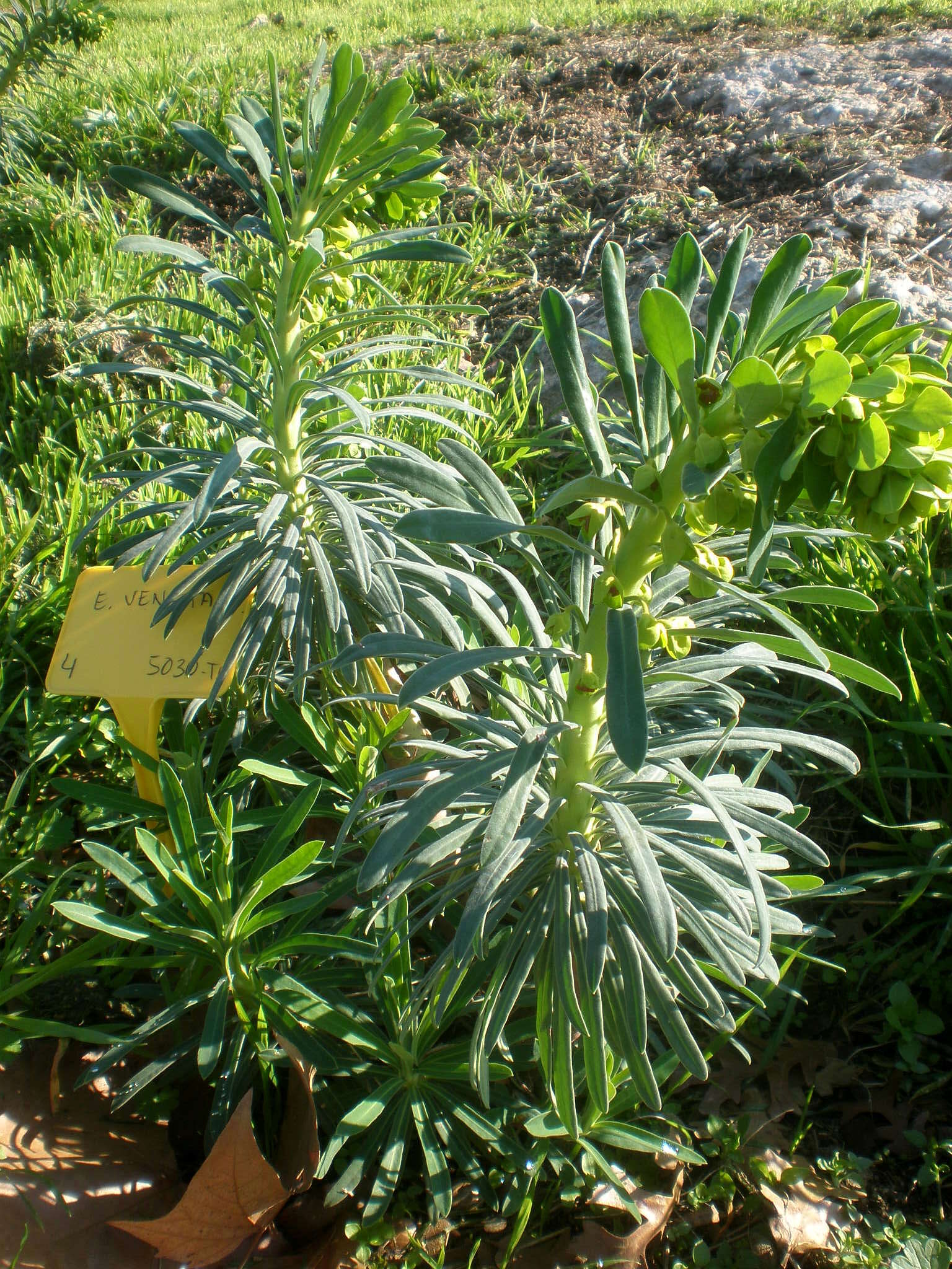 Image of Albanian spurge