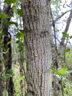 Image of Erythroxylum delagoense Schinz.