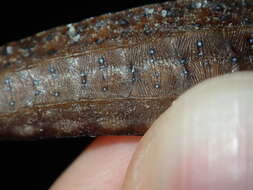 Image of Brigg's northern pipefish