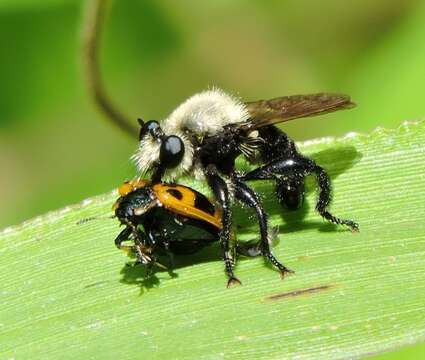 Image of Laphria virginica (Banks 1917)