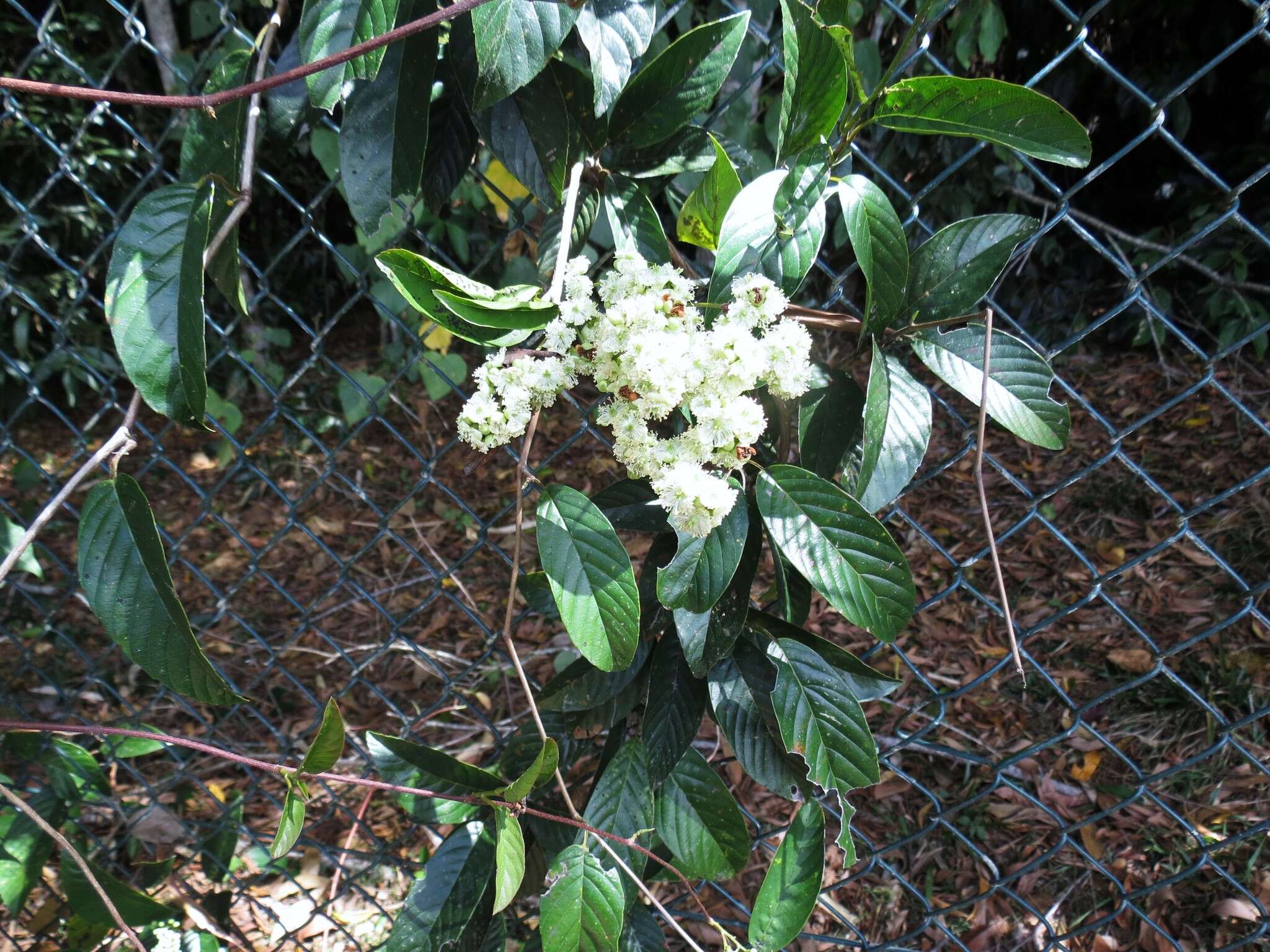 Image of Tetracera nordtiana F. Müll.