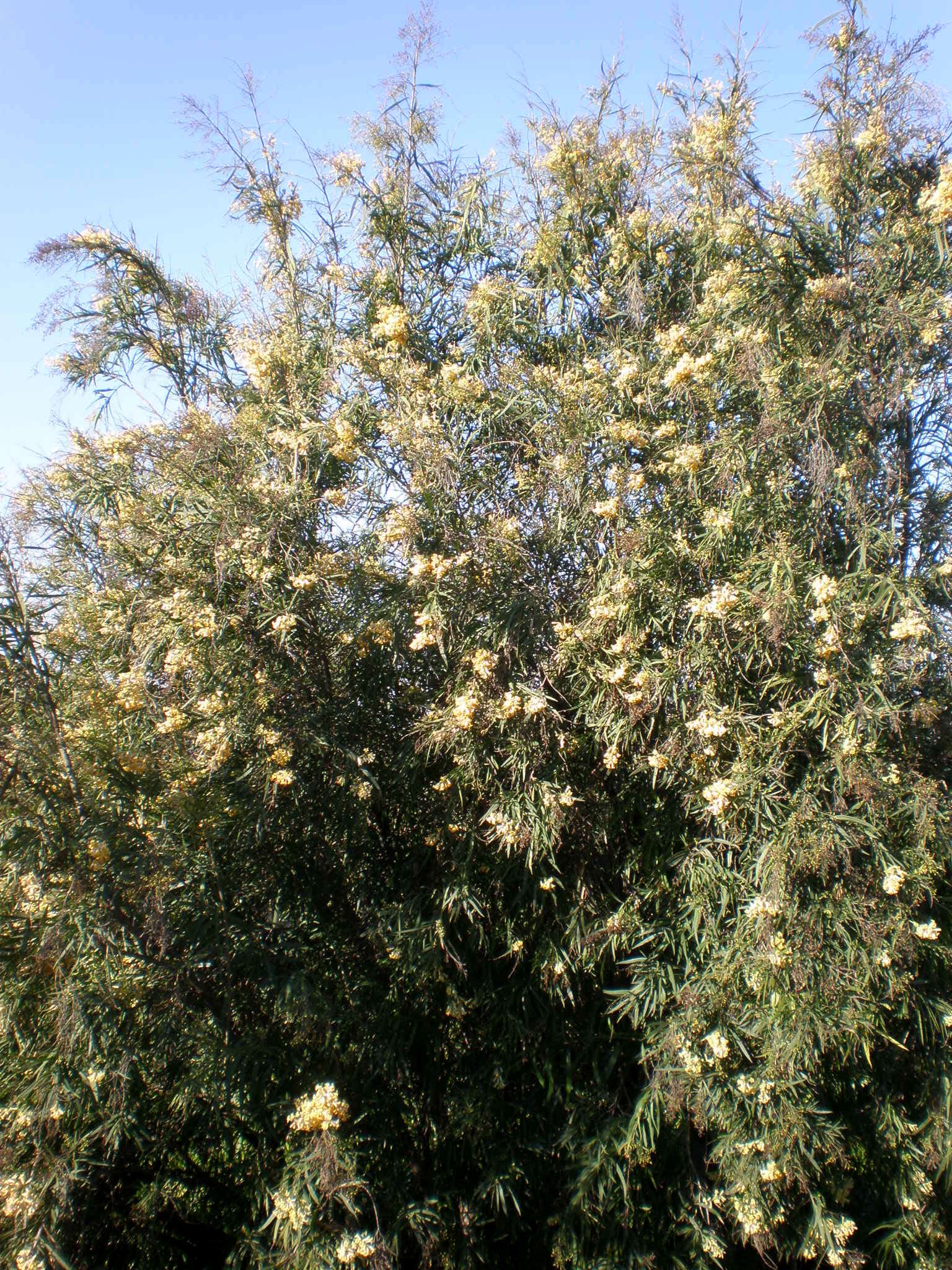 Imagem de Freylinia lanceolata (L. fil.) G. Don