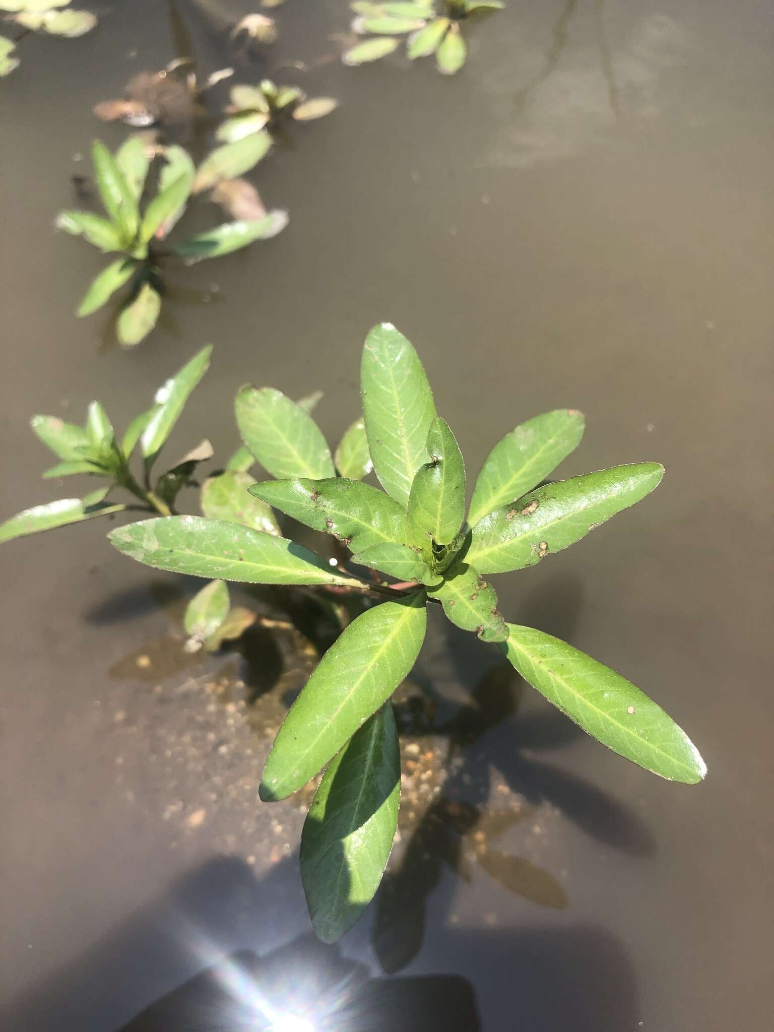 Image of Creeping ludwigia