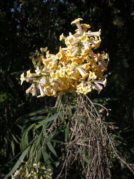 Image of Golden Freylinia