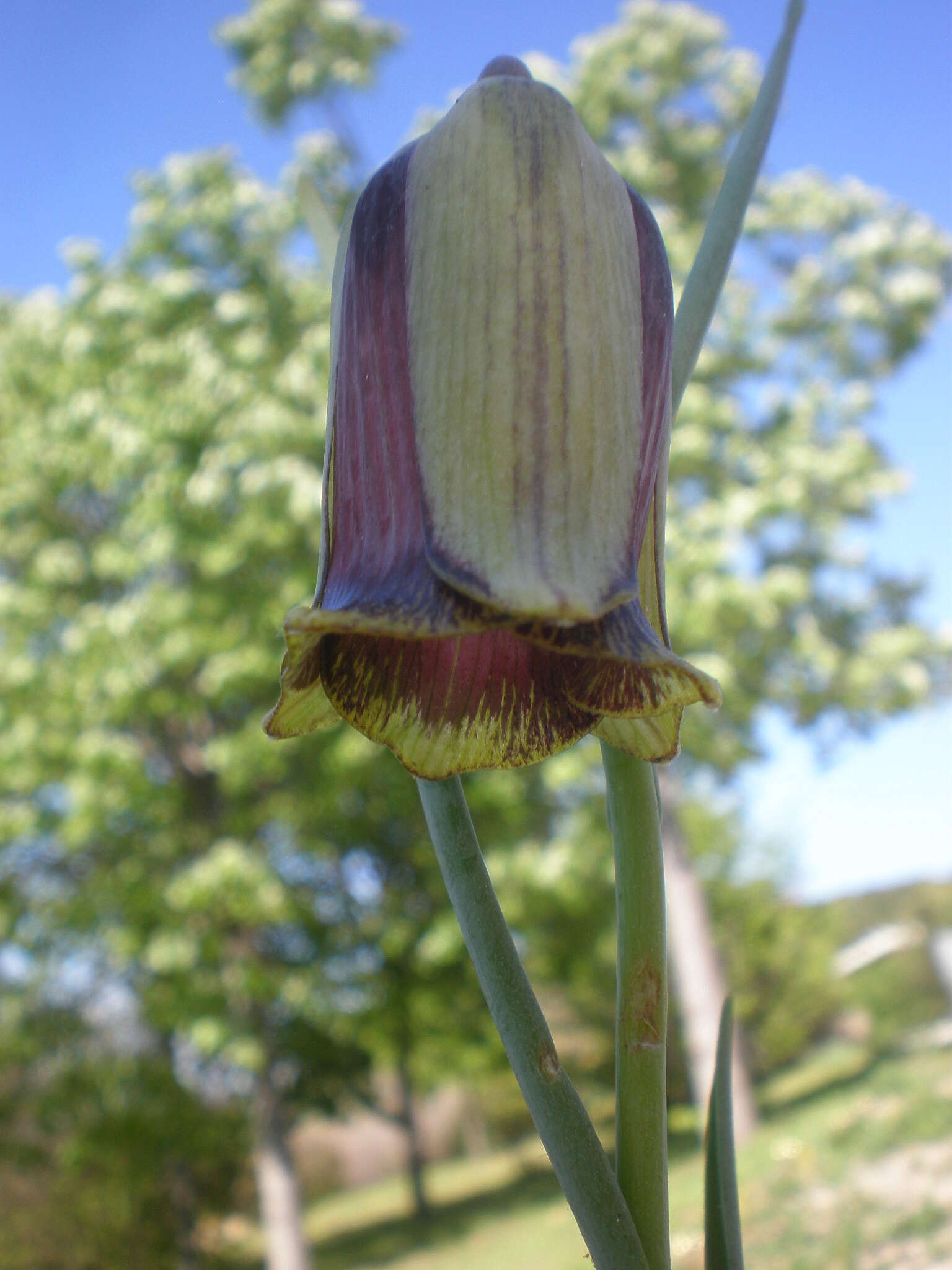 Image of Fritillaria