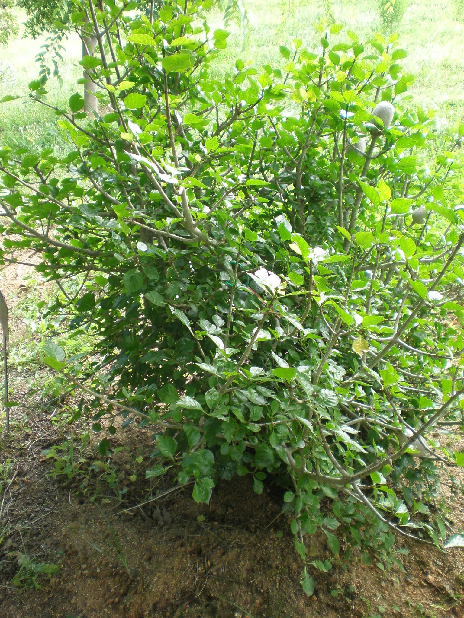 Image of Thunberg's gardenia