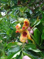 Image of Gardenia urvillei Montrouz.