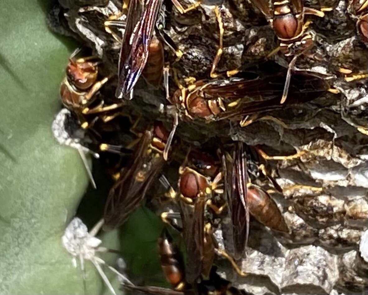 Image of Polistes veracrucis Richards 1978