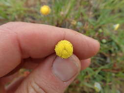 Image of Cotula vulgaris Levyns