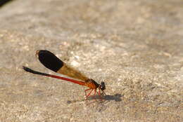 Image of Euphaea cardinalis (Fraser 1924)