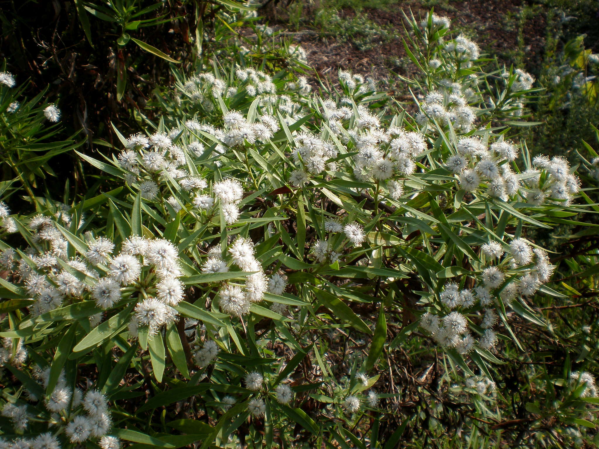 Image of Globularia salicina Lam.