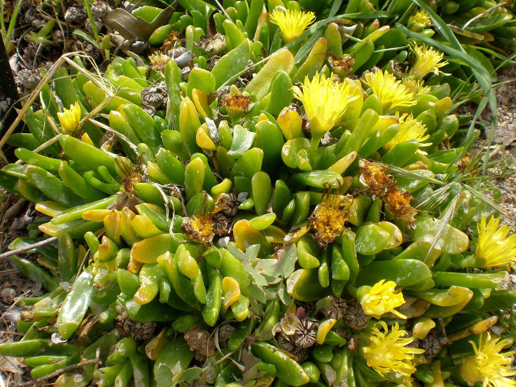 Image of Glottiphyllum uncatum