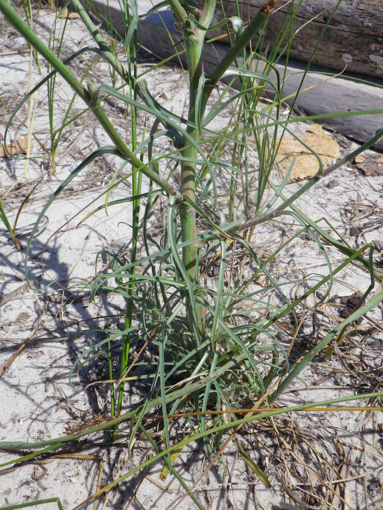 Image of Tragopogon borystenicus Artemczuk