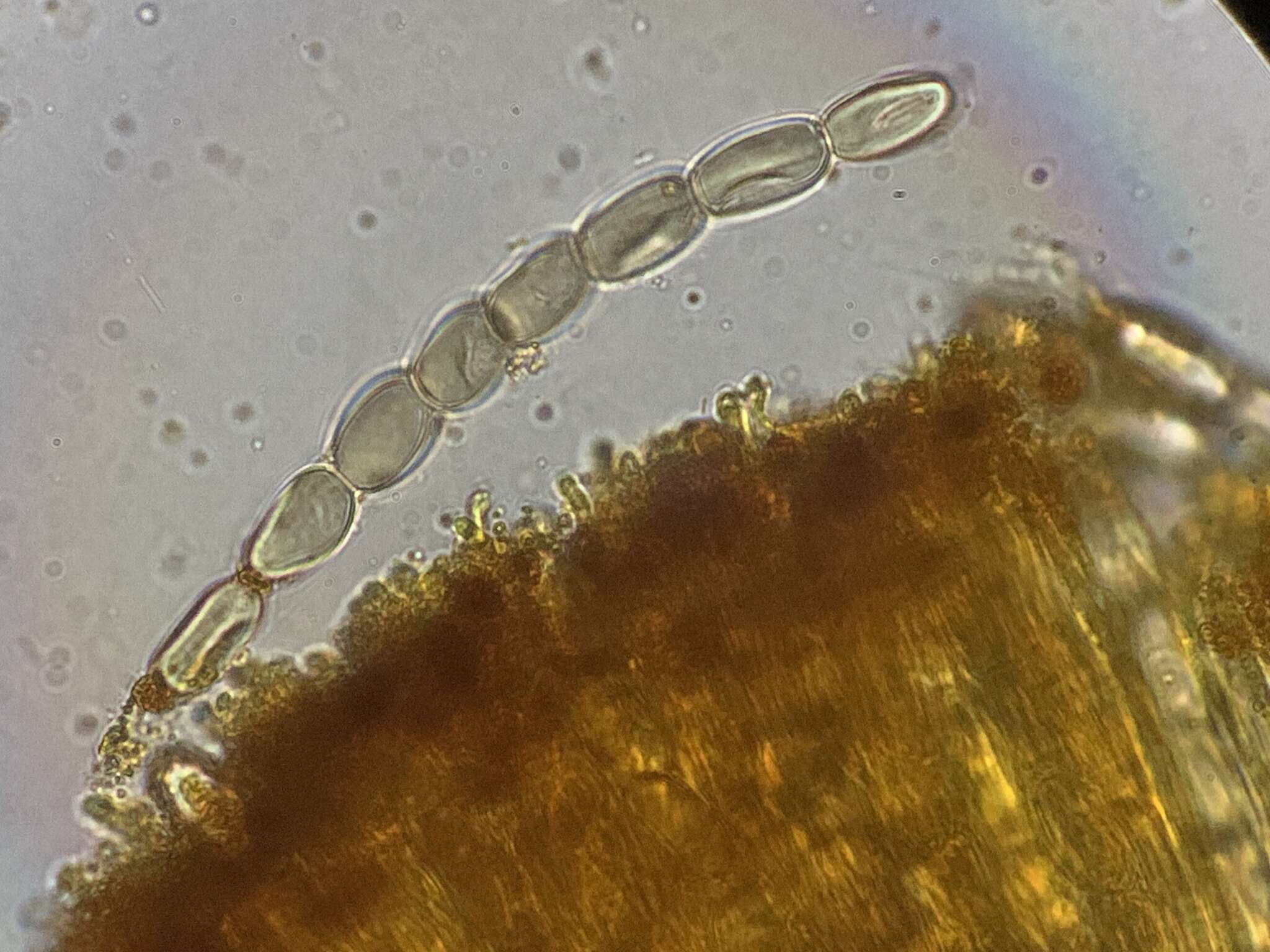 Image of Pseudombrophila cervaria (W. Phillips) Brumm. 1995