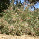 Image of Grevillea brachystachya Meissn.