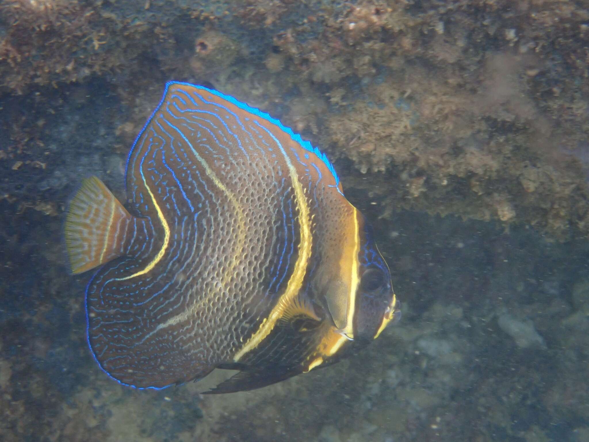 胸帶刺蓋魚的圖片