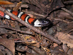 Image of California Mountain Kingsnake