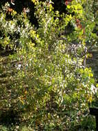 Image of Hakea cristata R. Br.