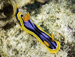 Image of Chromodoris elisabethina Bergh 1877