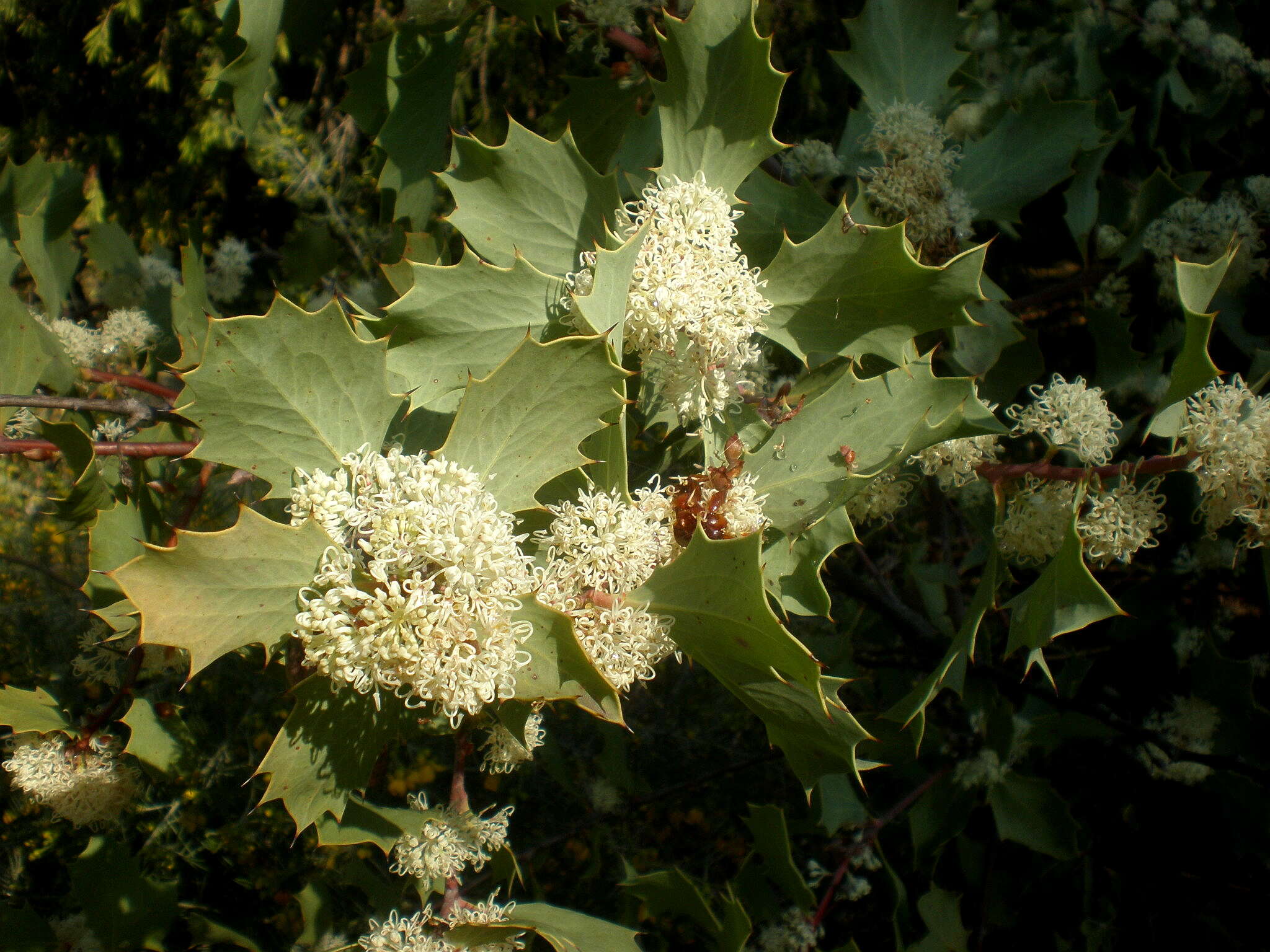 Image of Hakea cristata R. Br.