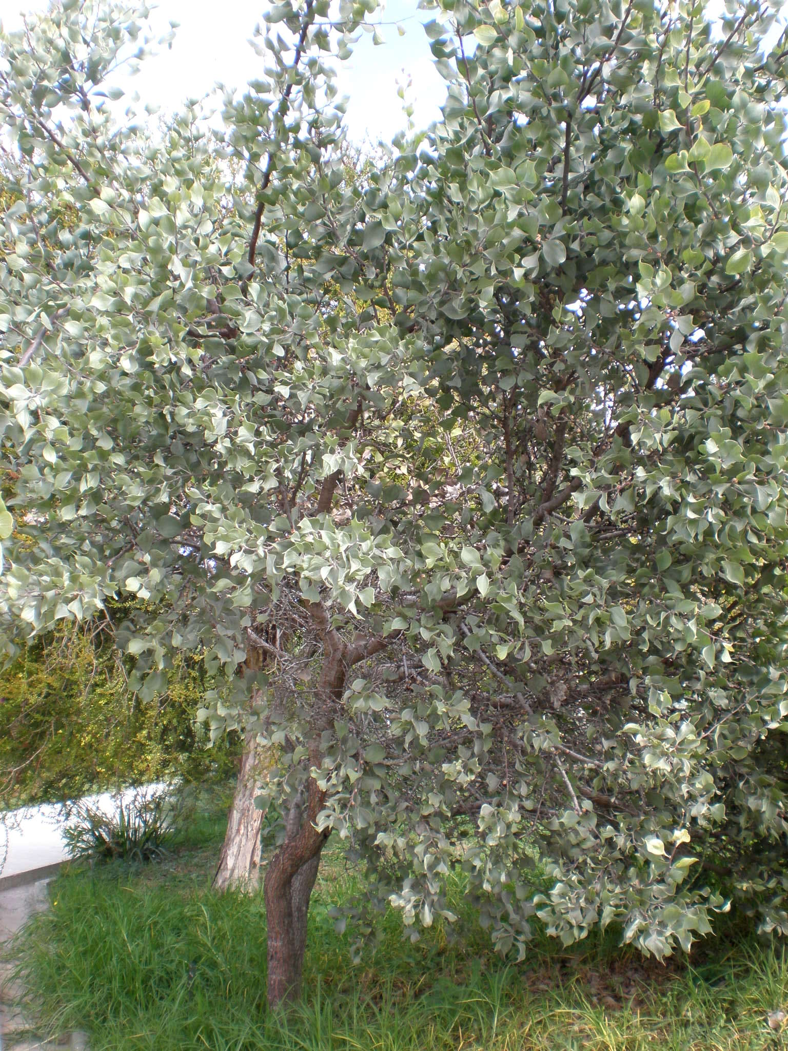 Imagem de Hakea petiolaris Meissn.