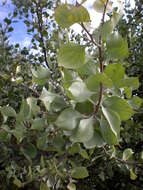 Image de Hakea petiolaris Meissn.