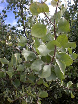 Imagem de Hakea petiolaris Meissn.