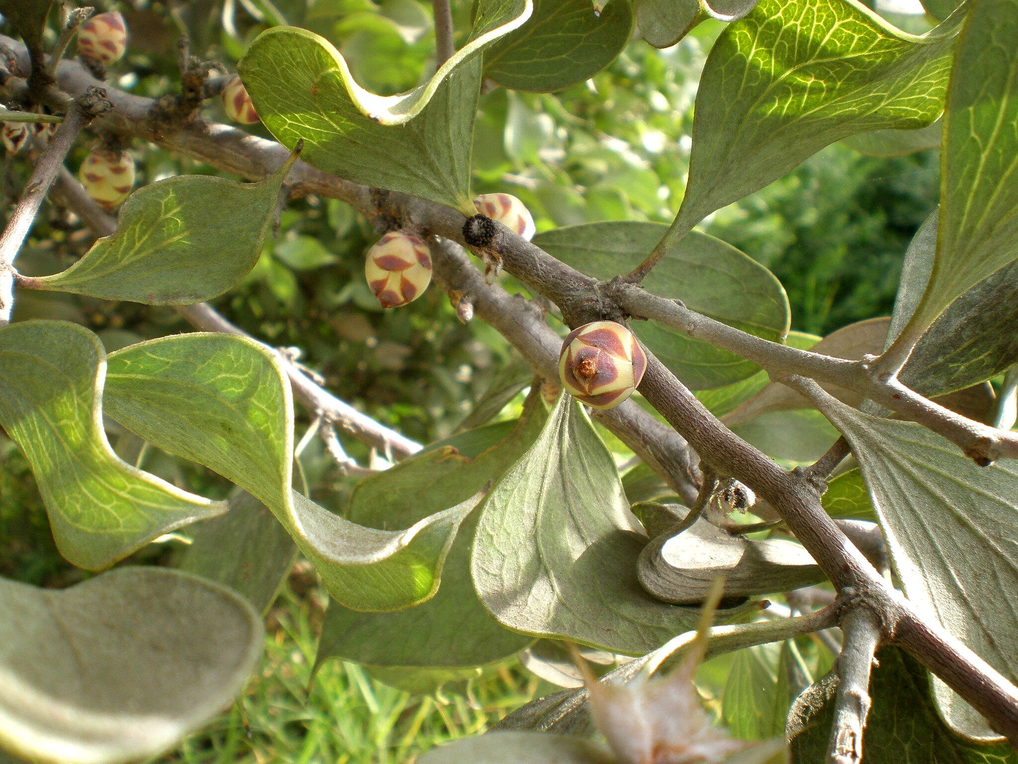 Imagem de Hakea petiolaris Meissn.