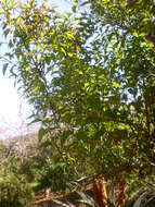 Sivun Kiiltomedestäjänpuu kuva