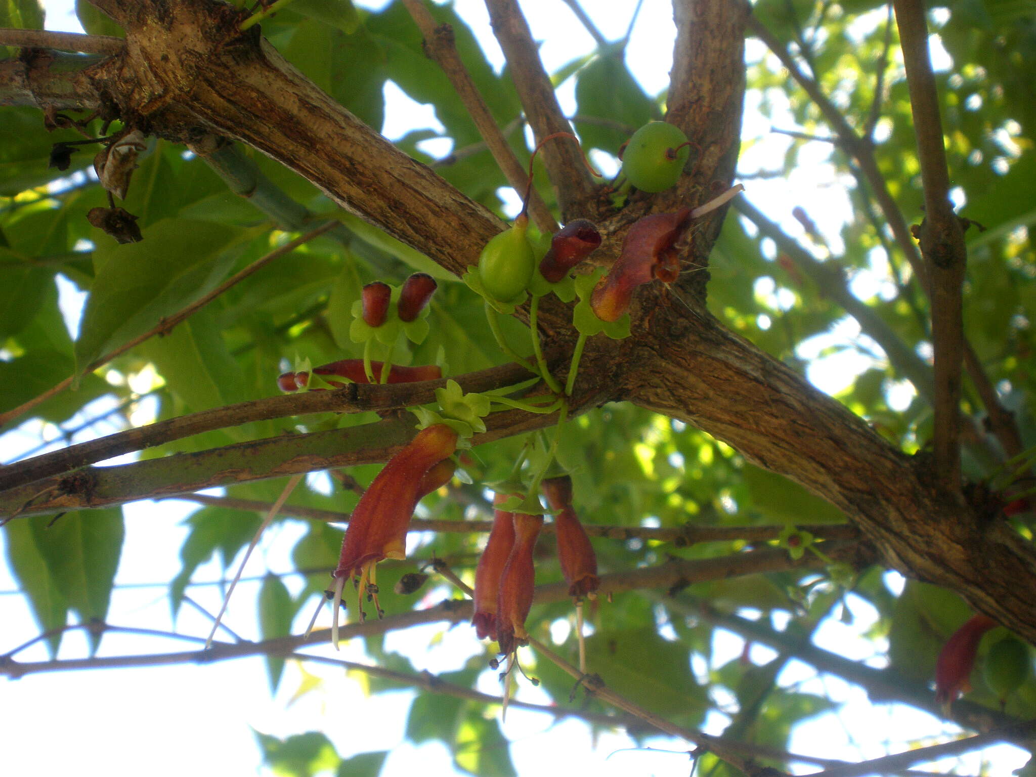 Imagem de Halleria lucida L.