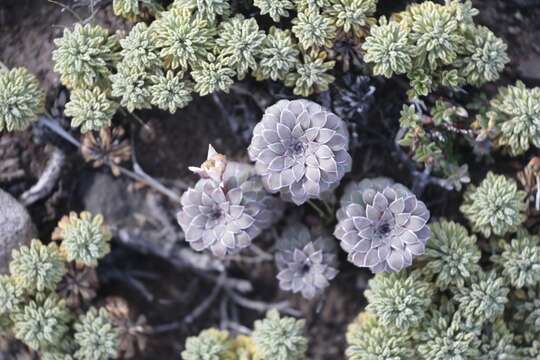 Image de Moschopsis dentata (Phil.) Pozner & S. Denham