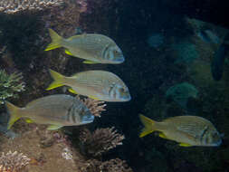 Image of Western yellowfin seabream