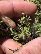 Image of Pteronia succulenta Thunb.