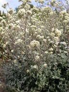 Imagem de Helichrysum petiolare Hilliard & B. L. Burtt