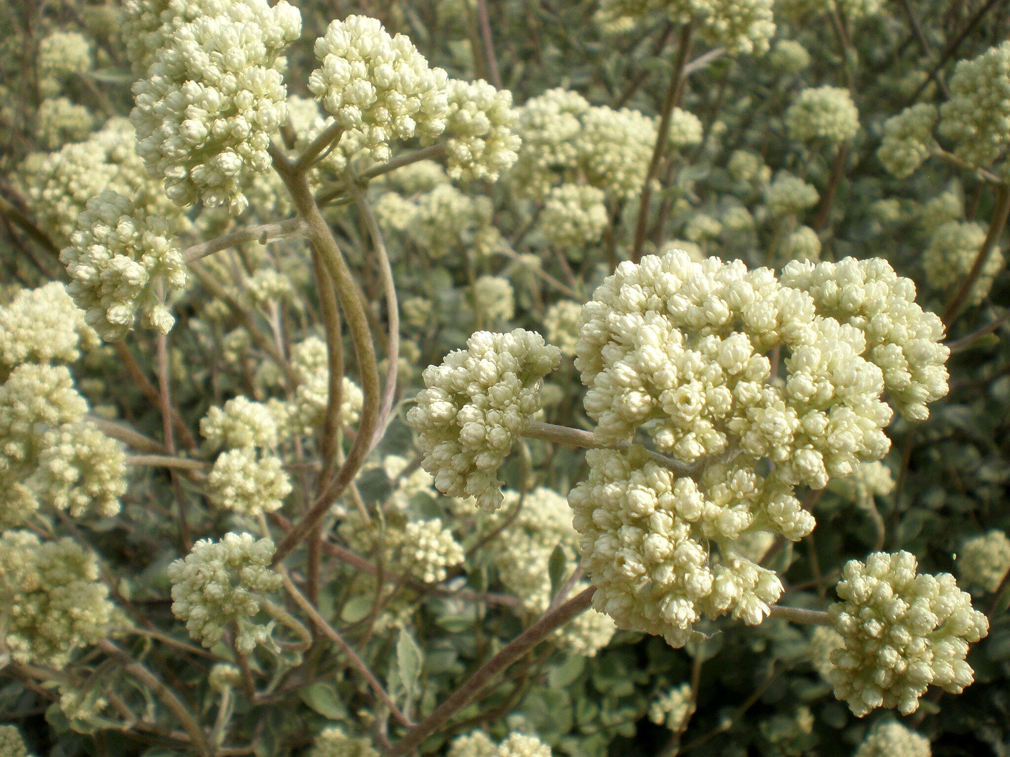 Image of licorice-plant