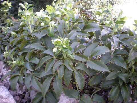 Image of Corsican hellebore