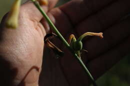 Imagem de Agave zapopanensis (E. Solano & Ríos-Gómez) Thiede