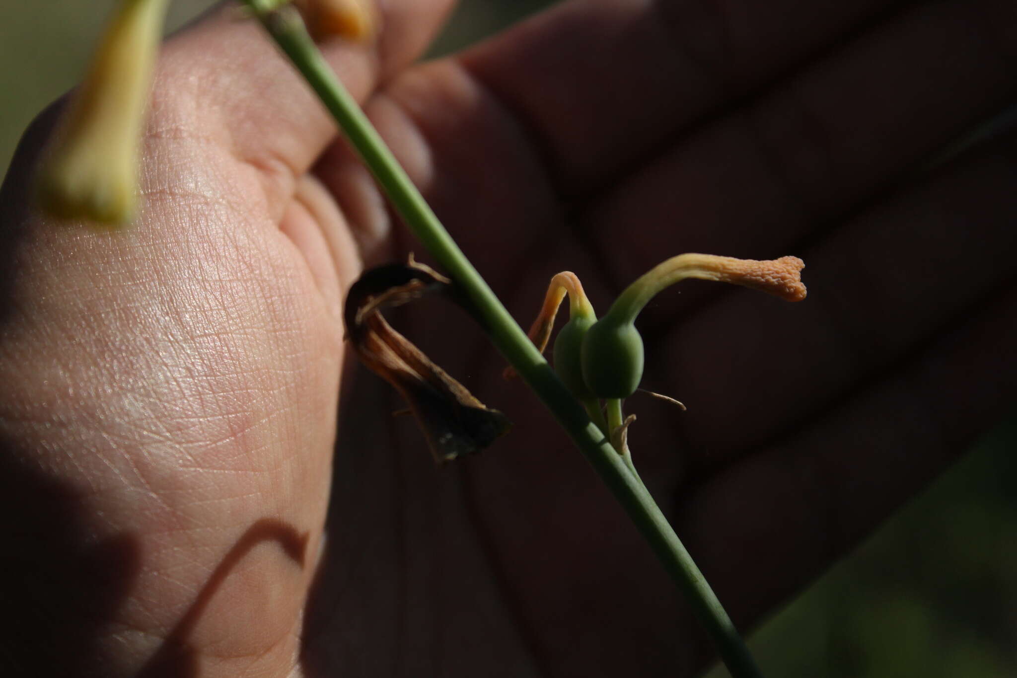 Agave zapopanensis (E. Solano & Ríos-Gómez) Thiede resmi