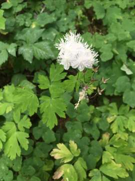 Image of Willamette false rue anemone