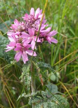 Image of Nelson's checkerbloom