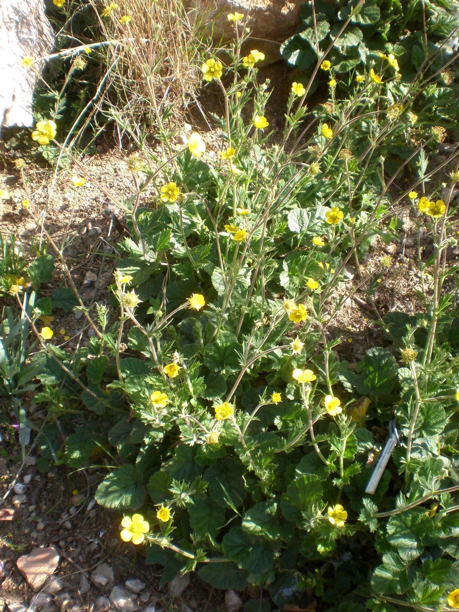 Plancia ëd Hyparrhenia hirta (L.) Stapf