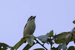 Image of Yellow-throated Tinkerbird