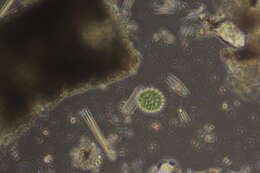 صورة Pseudopediastrum